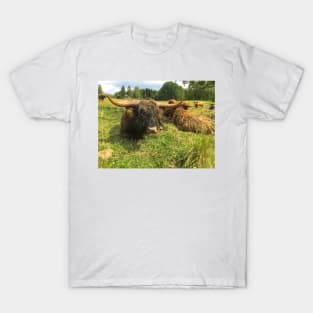 Scottish Highland Cattle Bulls 2034 T-Shirt